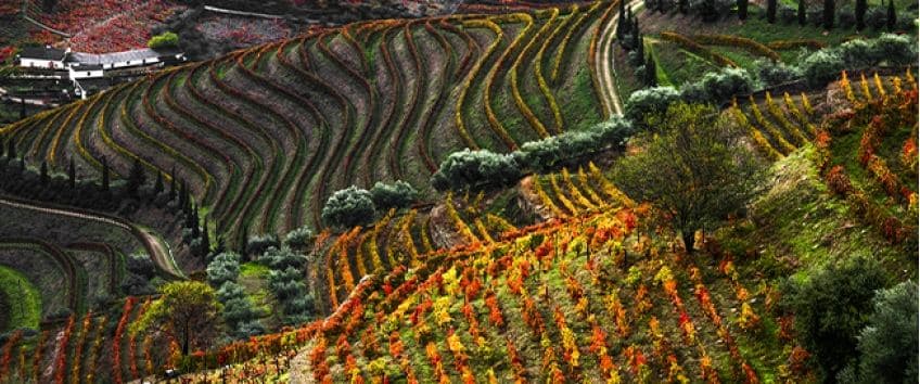 O outono consegue ser uma das mais inspiradoras épocas no Douro. Descubra porquê!