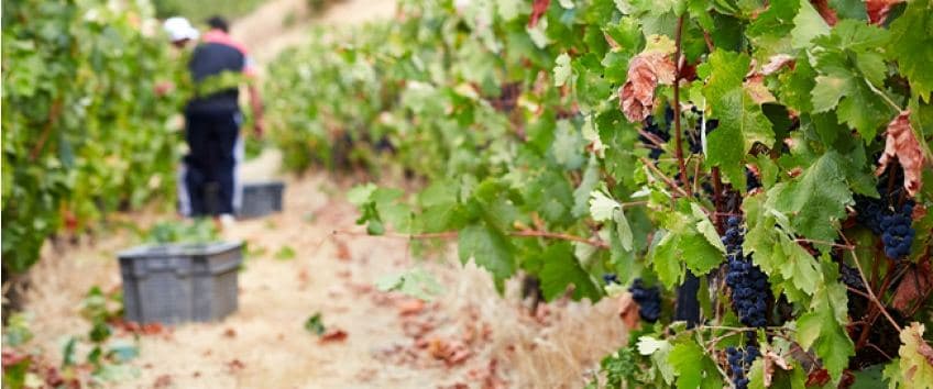 A festa das Vindimas do Douro é uma das tradições mais famosas de Portugal. Participe!