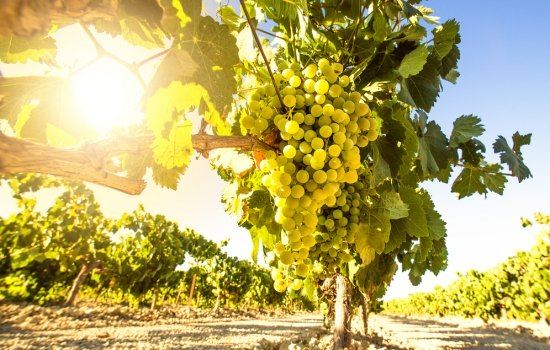 Favaios, uma aldeia desconhecida, mas produtora do famoso Moscatel do Douro