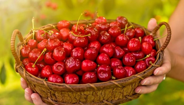Cherries, famous in the Region of Resende, give Douro a better flavor in the spring