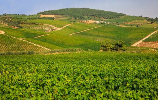 As vinhas responsÃ¡veis pelo sabor Ãºnico do vinho Moscatel
