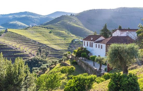 A HistÃ³ria do vinho mistura-se com a HistÃ³ria do Douro e a cultura da regiÃ£o