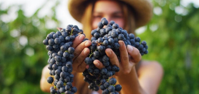 Cosecha en el Duero