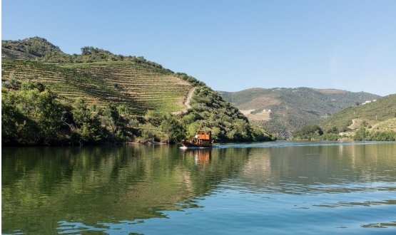 Pinhão - Romaneira - Pinhão